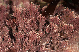 Image of common coral weed