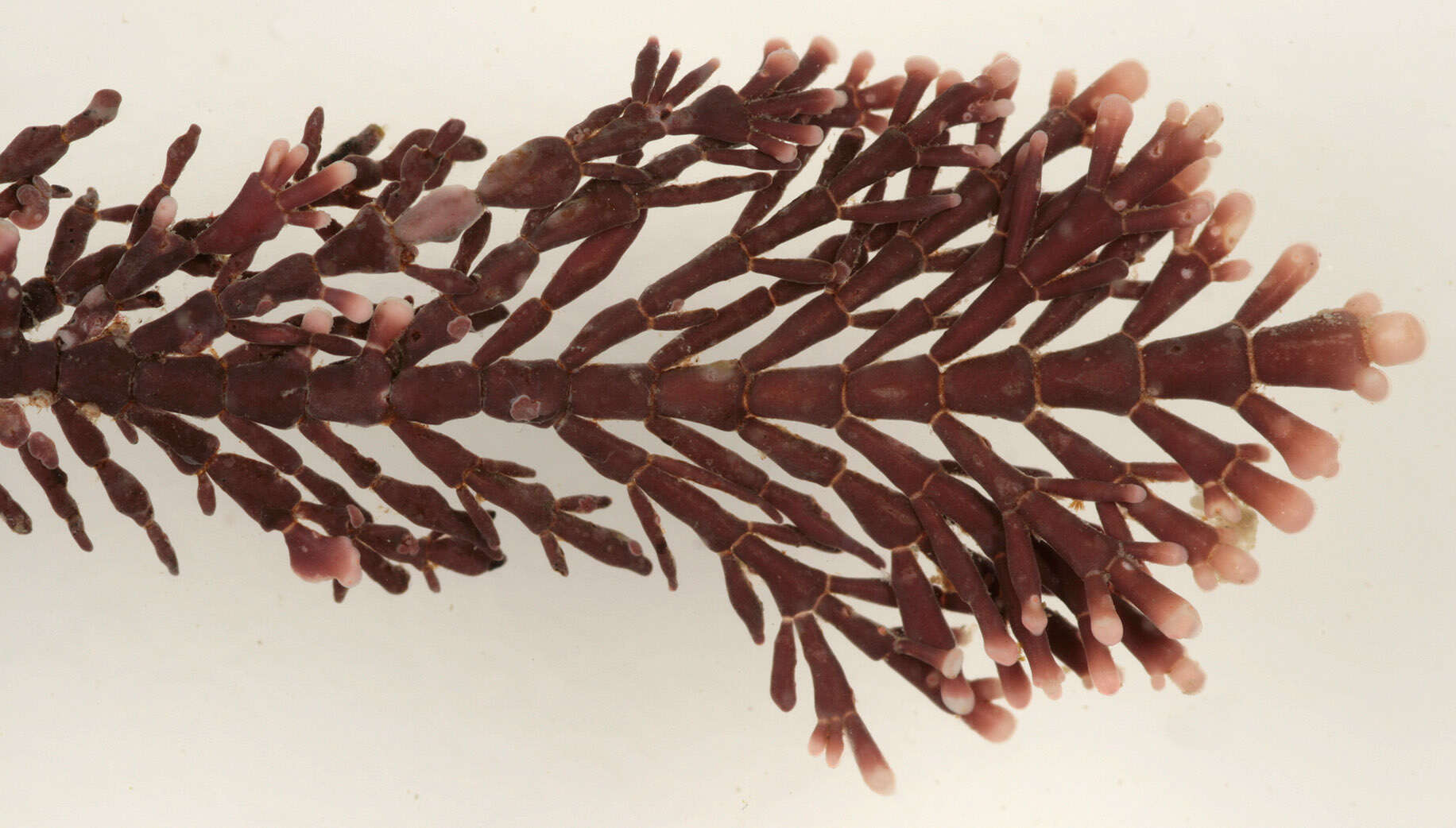 Image of common coral weed