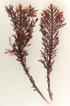 Image of common coral weed