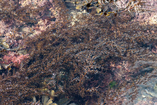 Слика од Sargassum muticum