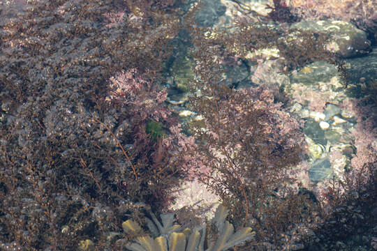 Слика од Sargassum muticum