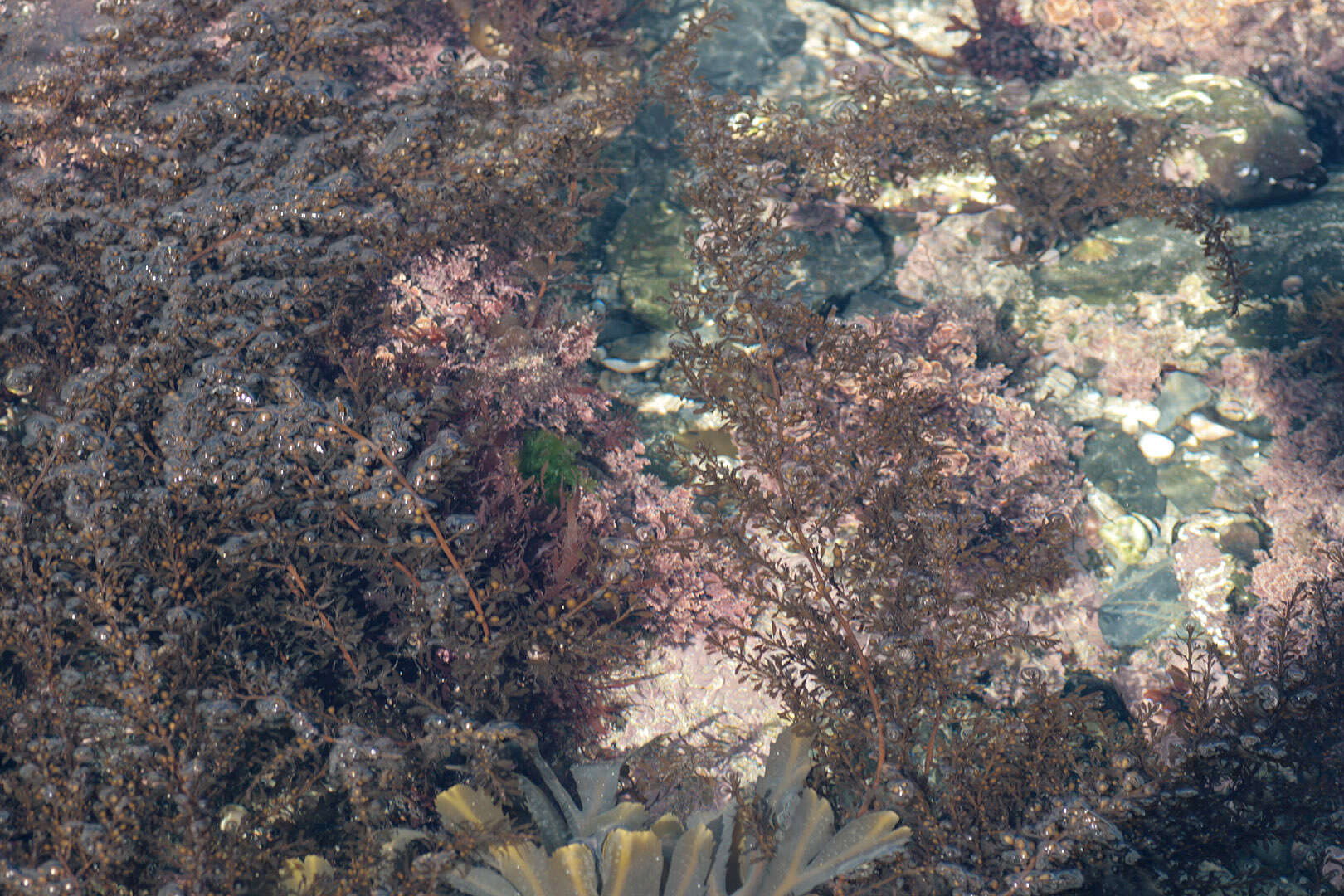 Слика од Sargassum muticum