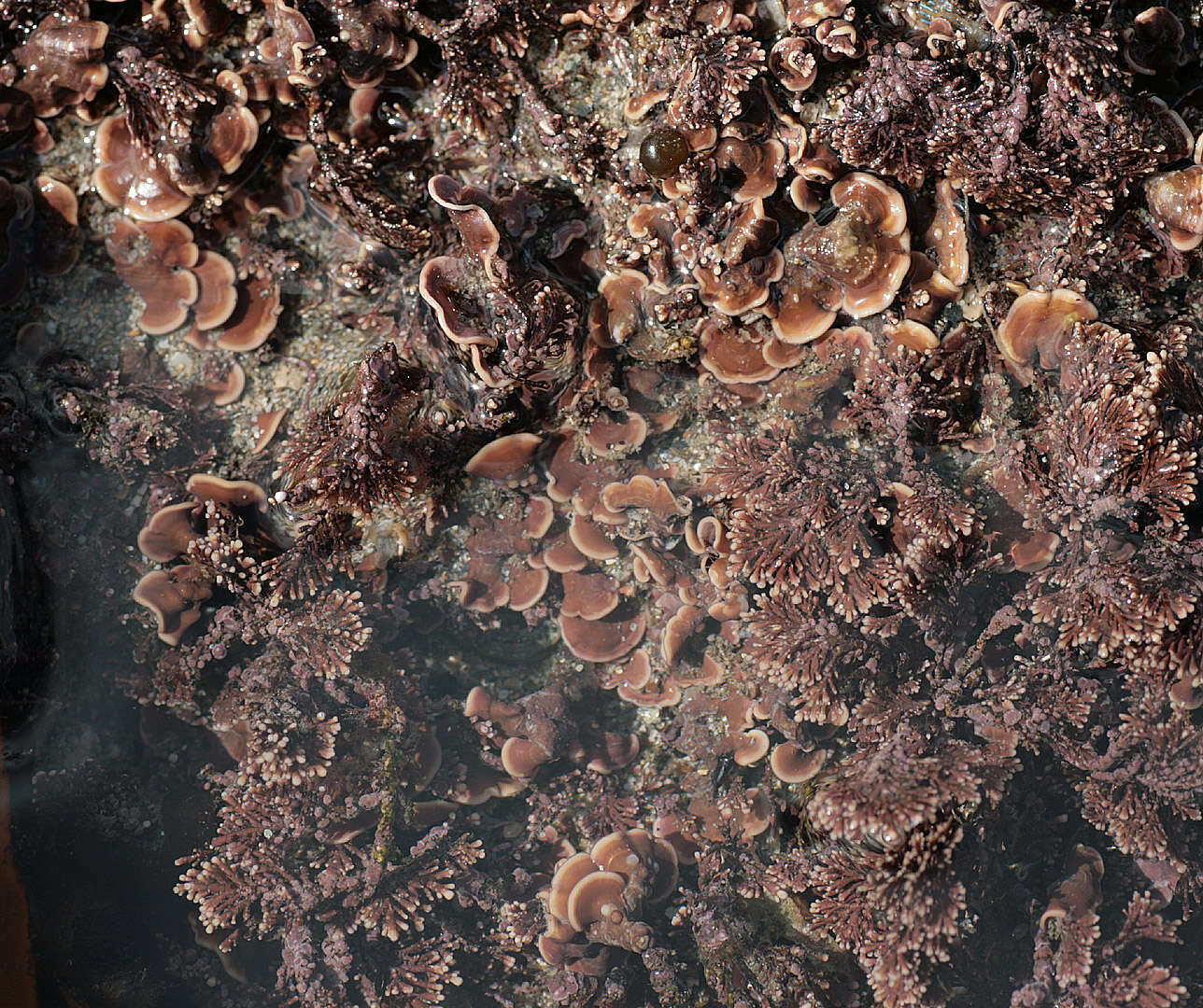 Image of Mesophyllum lichenoides