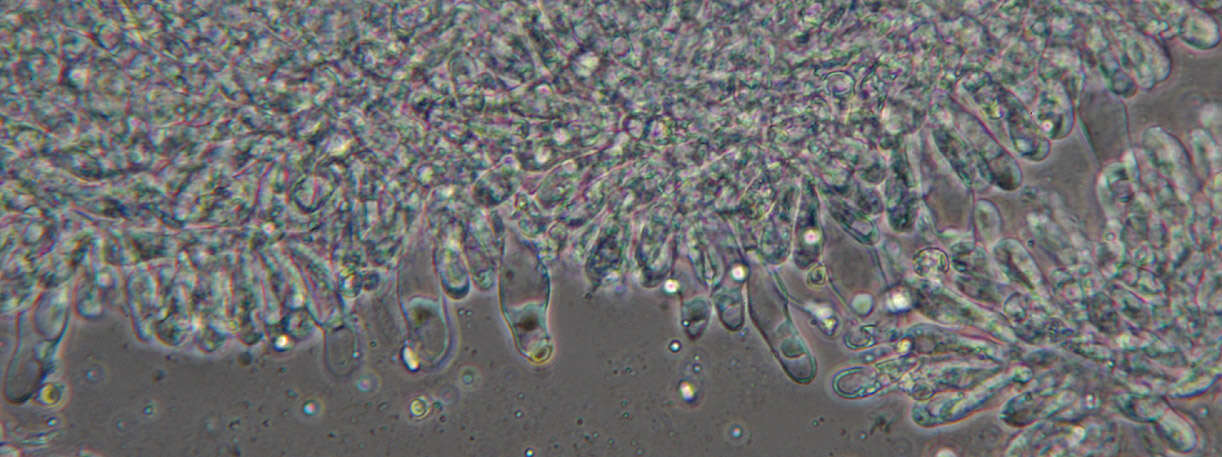 Слика од Phloeomana hiemalis (Osbeck) Redhead 2016