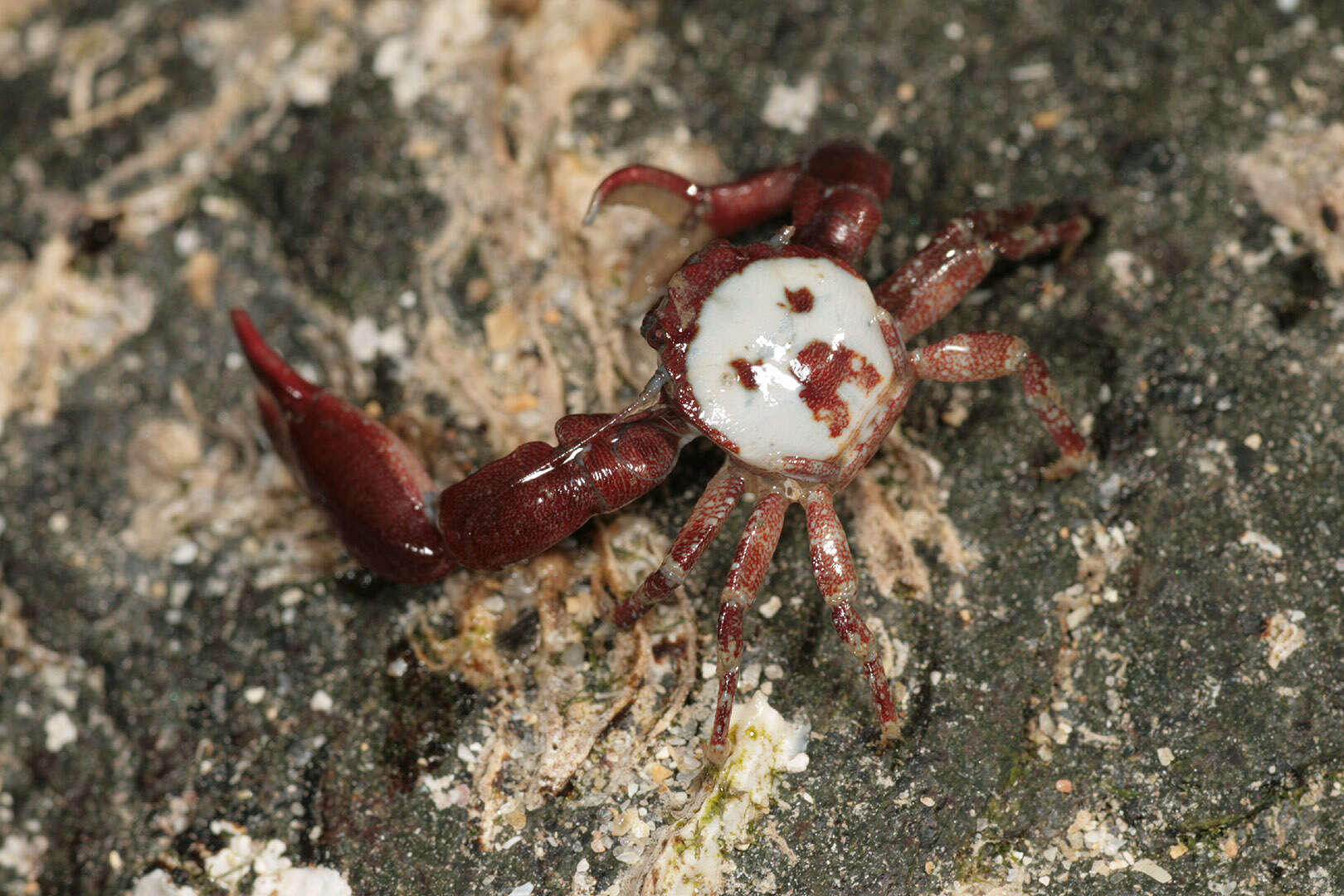 Image of common porcelain crab