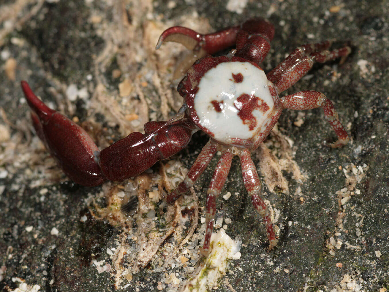 Image of common porcelain crab