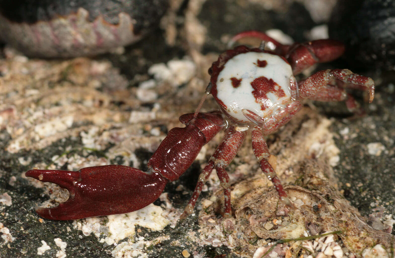 Image of common porcelain crab