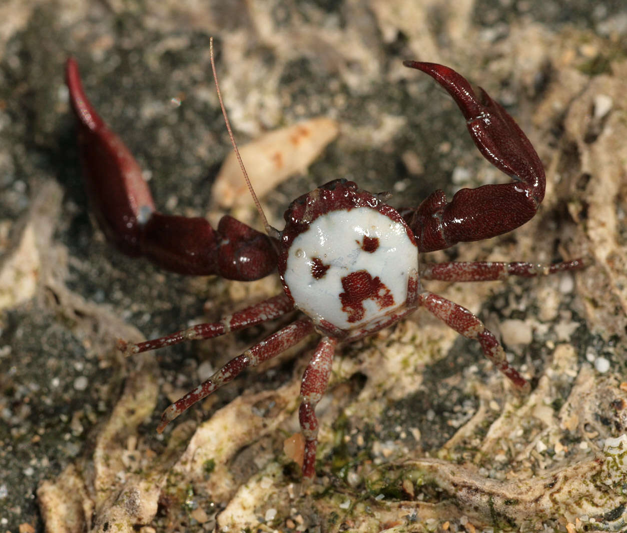 Image of common porcelain crab