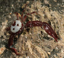 Image of common porcelain crab