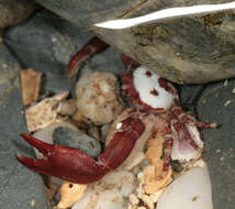 Image of common porcelain crab