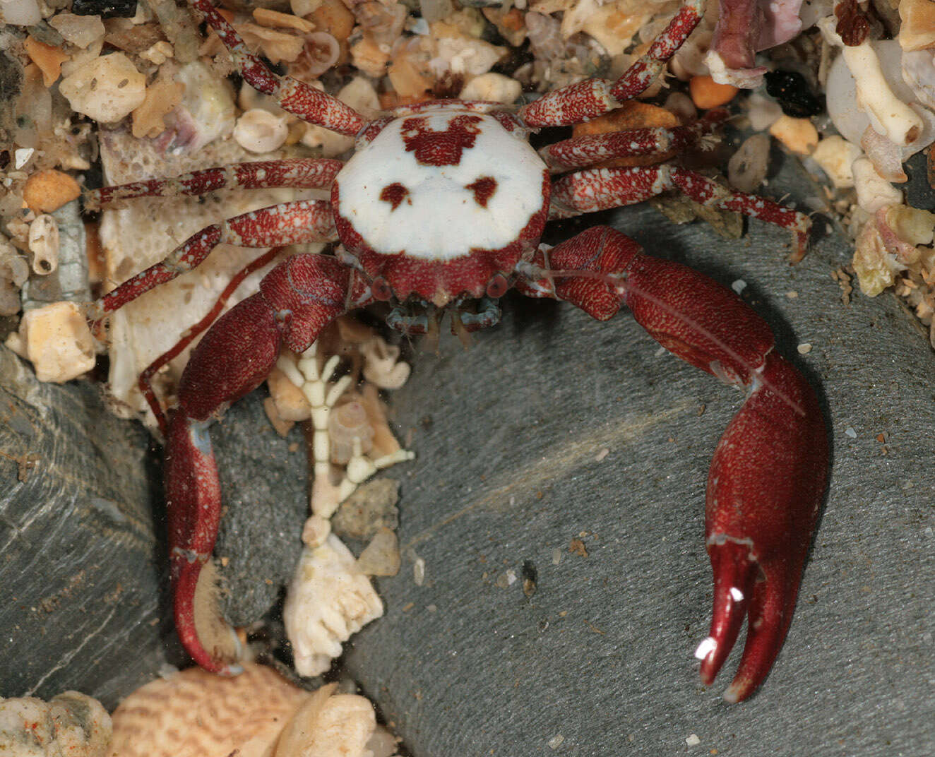 Image of common porcelain crab