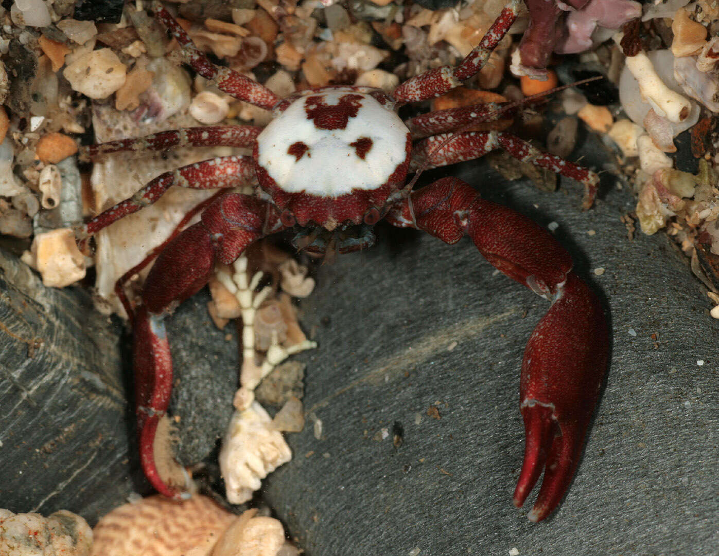 Image of common porcelain crab