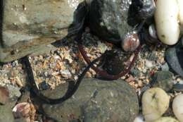 Image of Worm Pipefish