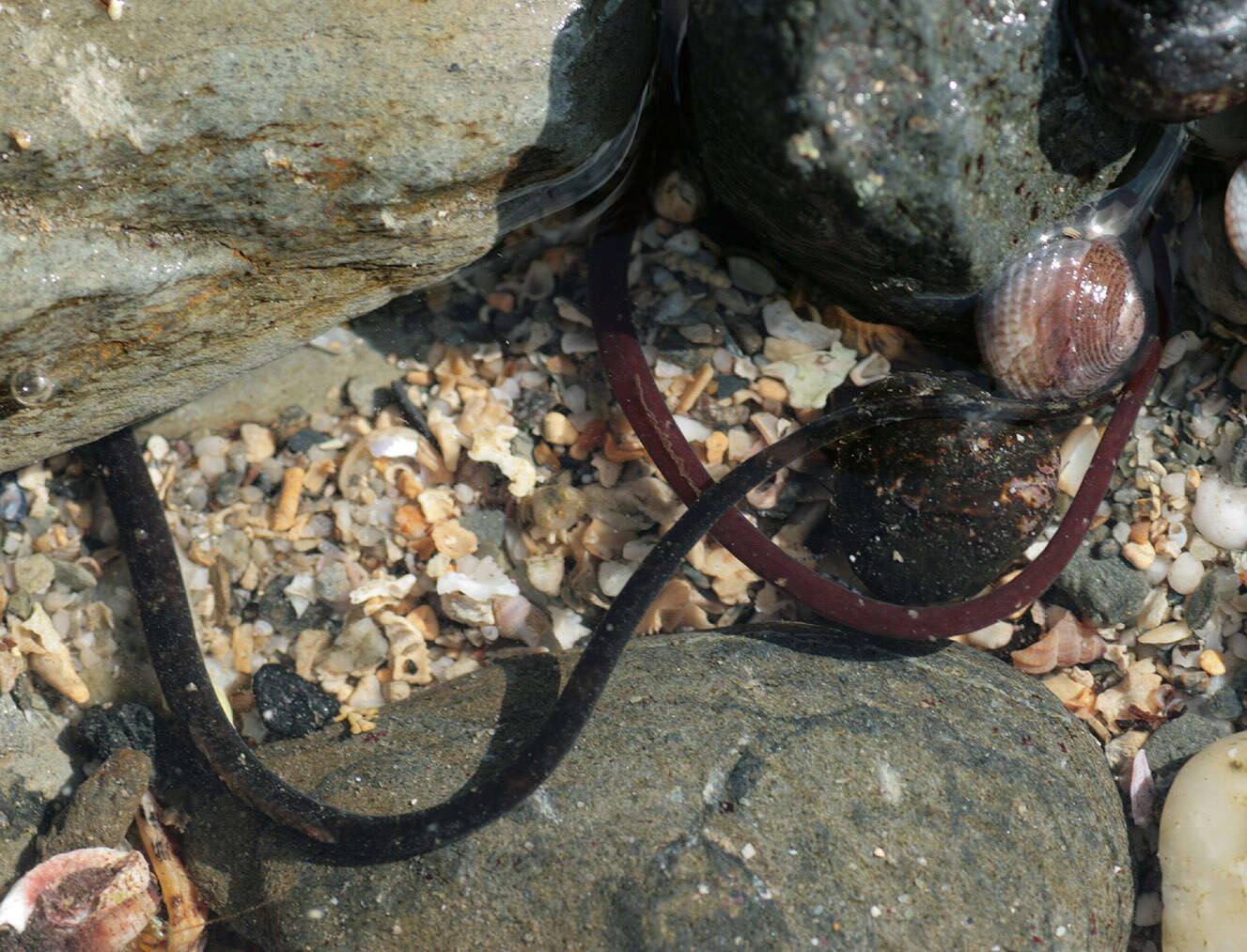 Image of Worm Pipefish