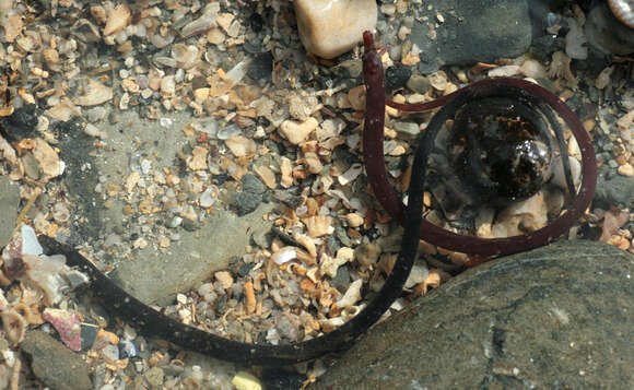 Image of Worm Pipefish