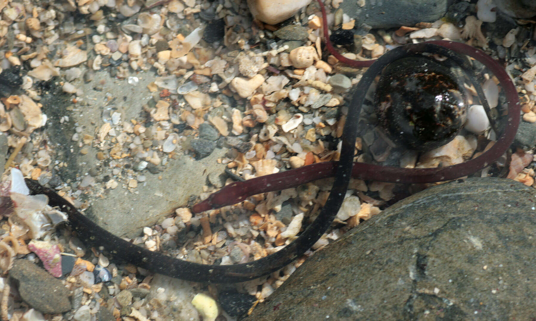 Image of Worm Pipefish