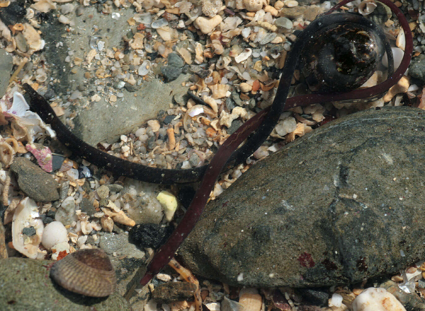 Image of Worm Pipefish