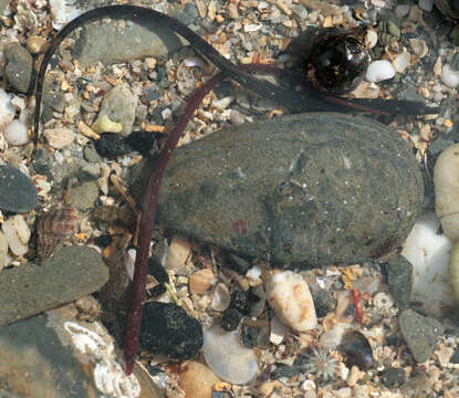 Image of Worm Pipefish