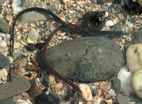 Image of Worm Pipefish