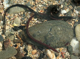 Image of Worm Pipefish