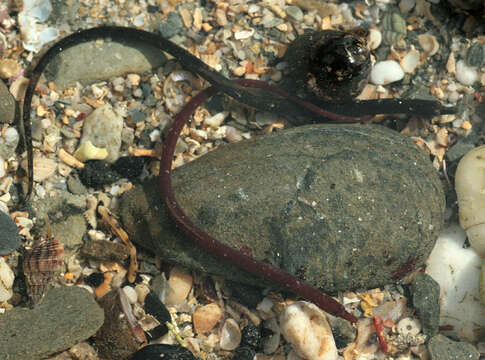 Image of Worm Pipefish