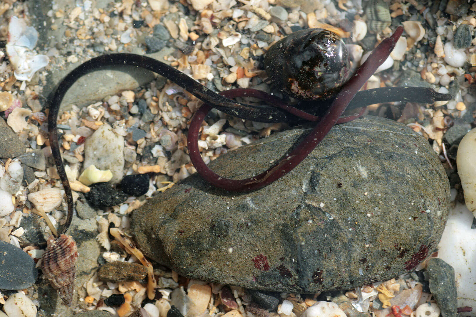 Image of Worm Pipefish