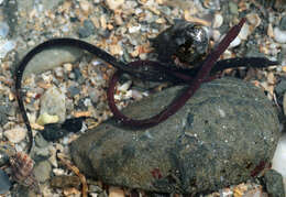 Image of Worm Pipefish