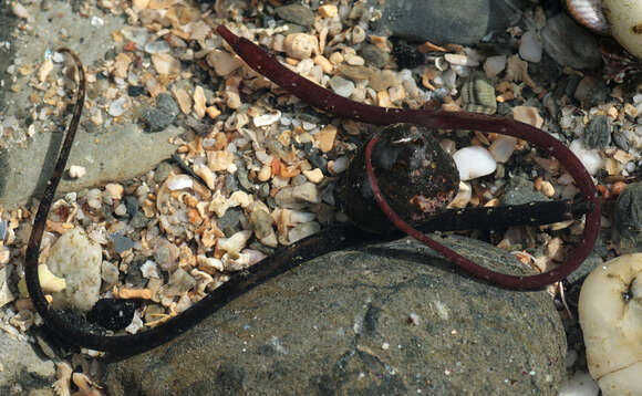 Image of Worm Pipefish