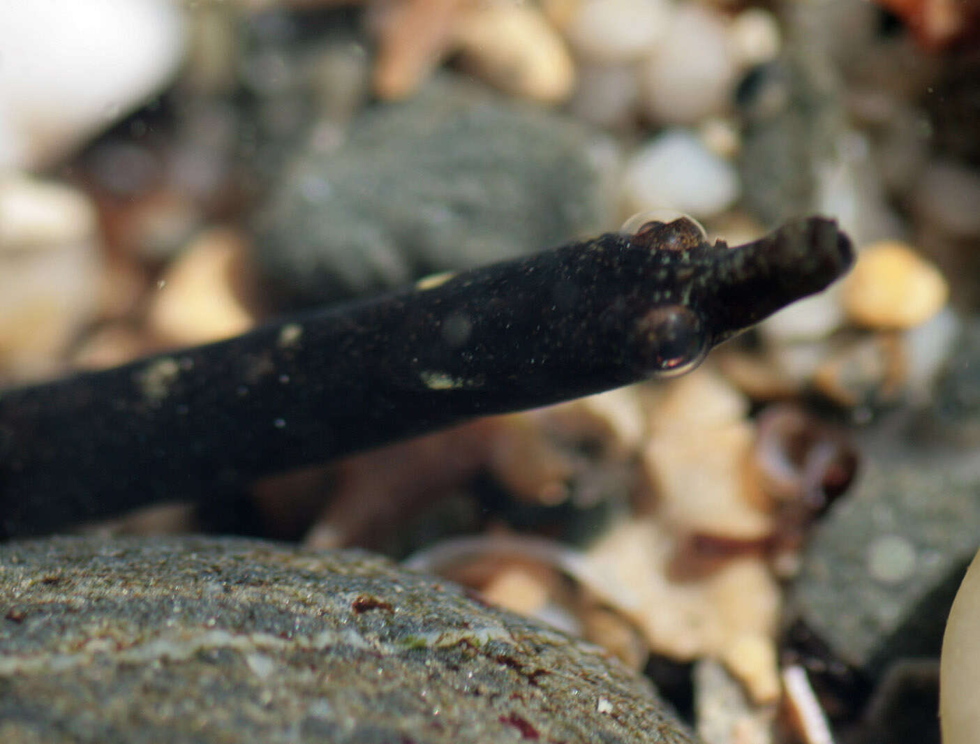 Image of Worm Pipefish