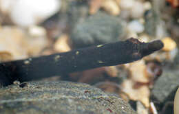 Image of Worm Pipefish