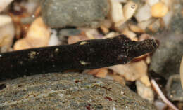 صورة Nerophis lumbriciformis (Jenyns 1835)