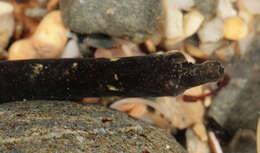 صورة Nerophis lumbriciformis (Jenyns 1835)