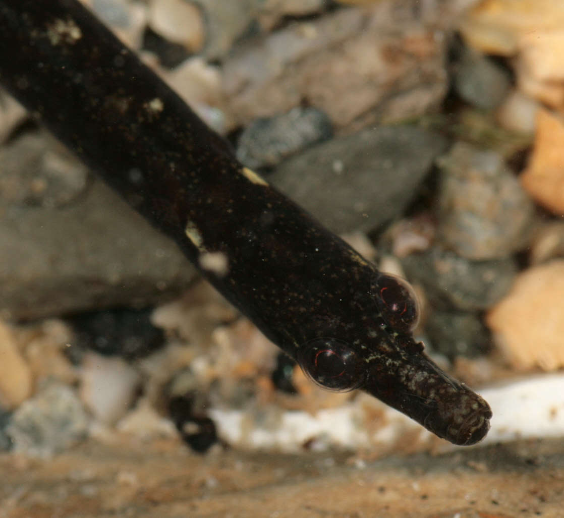 Image of Worm Pipefish