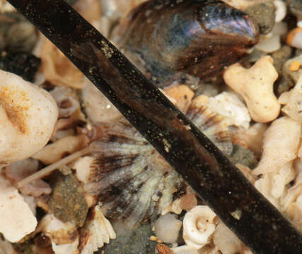 Image of Worm Pipefish