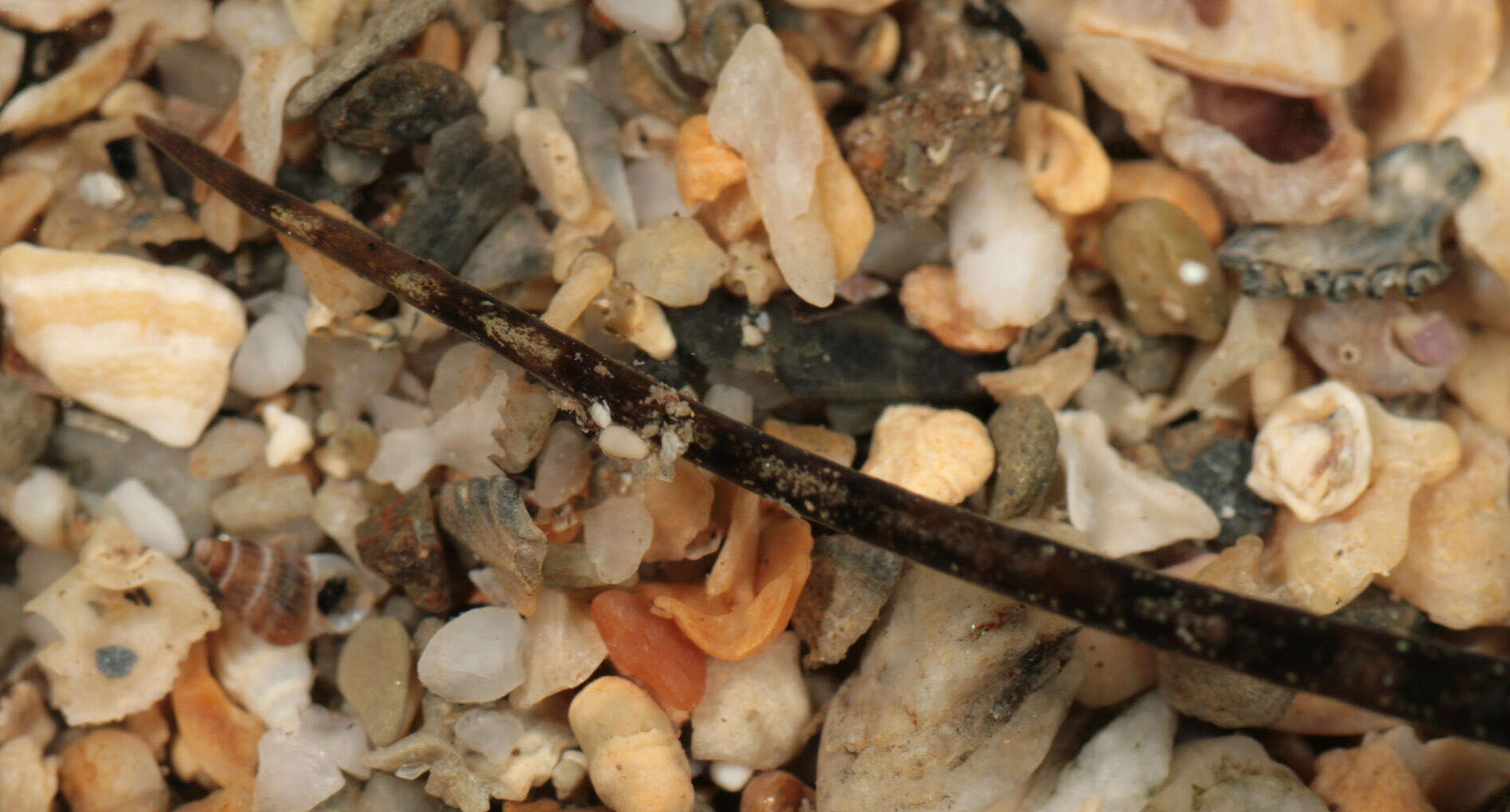 Image of Worm Pipefish