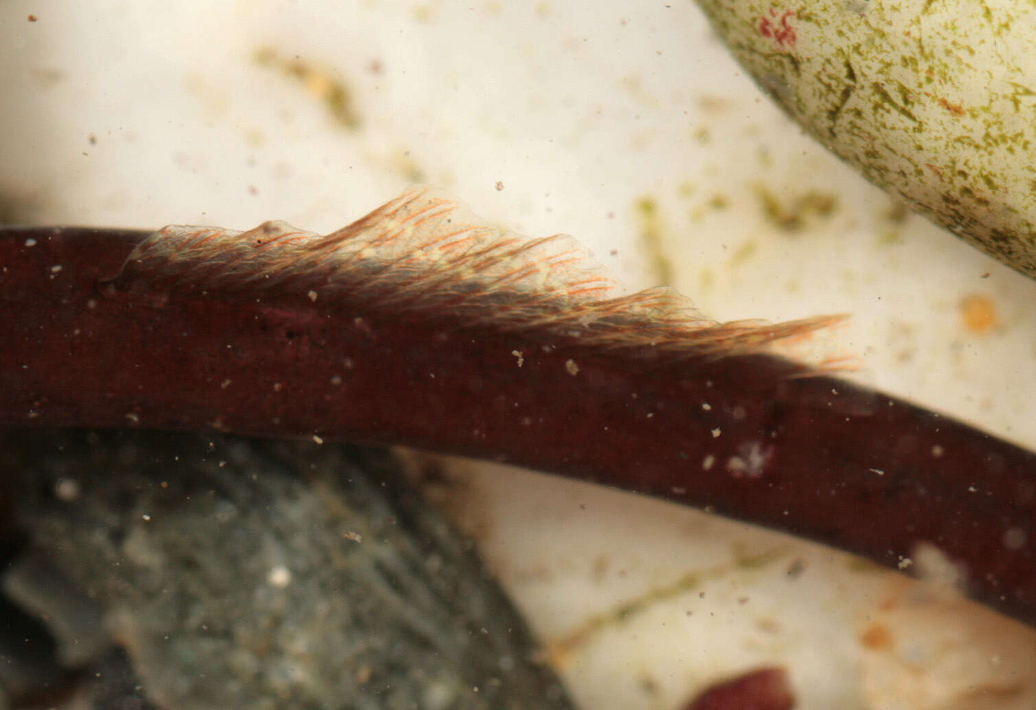 Image of Worm Pipefish