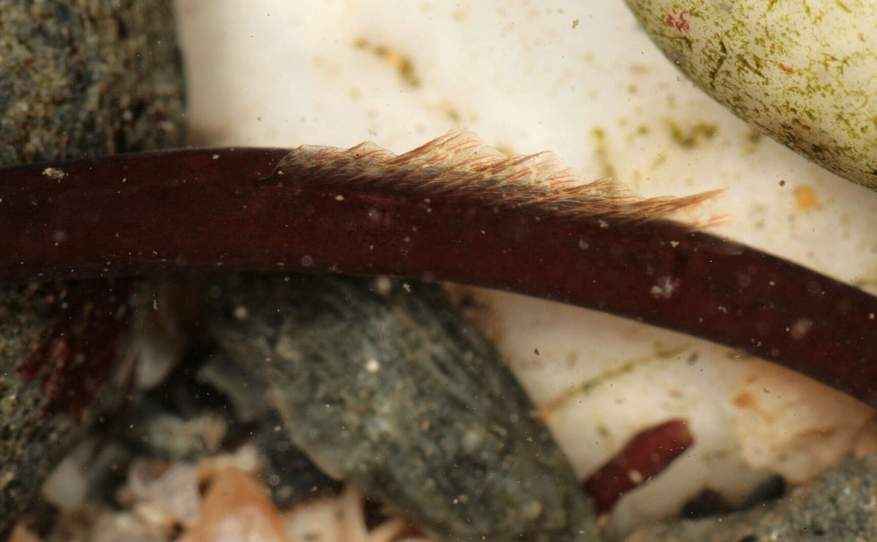 Image of Worm Pipefish