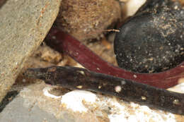 Image of Worm Pipefish