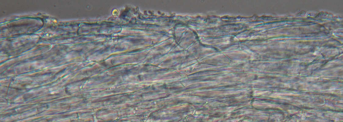 Слика од Phloeomana hiemalis (Osbeck) Redhead 2016