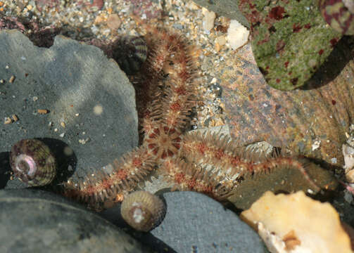 Image of Common brittlestar