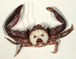 Image of common porcelain crab