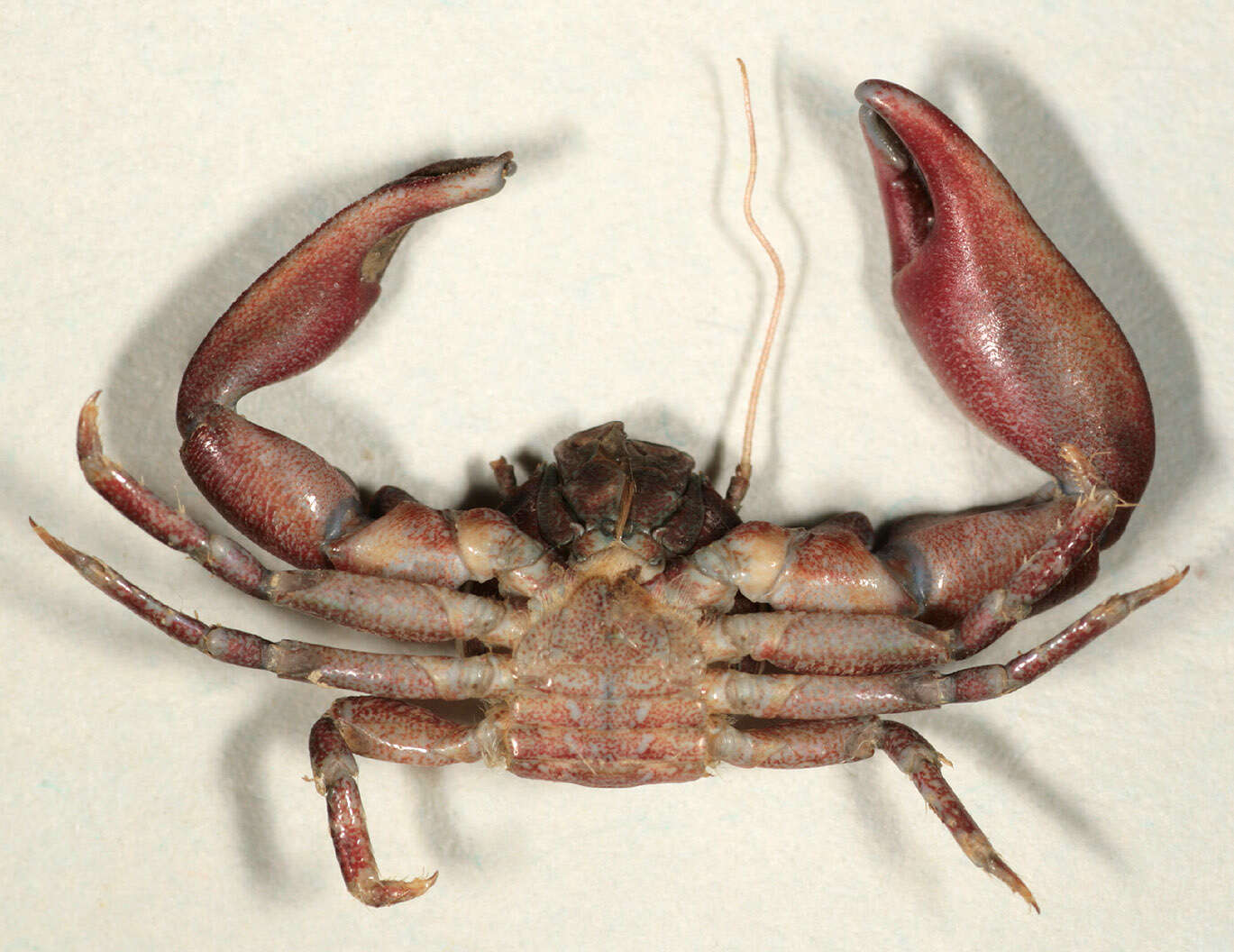 Image of common porcelain crab