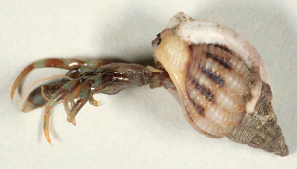 Image of Common hermit crab