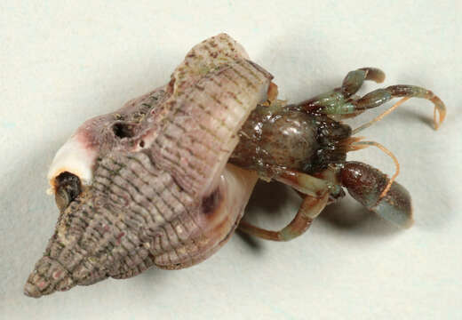 Image of Common hermit crab