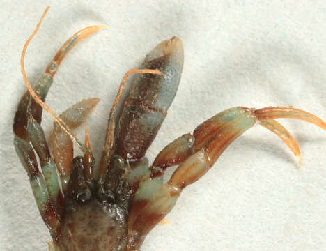 Image of Common hermit crab