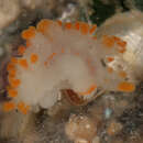 Image of orange-clubbed nudibranch