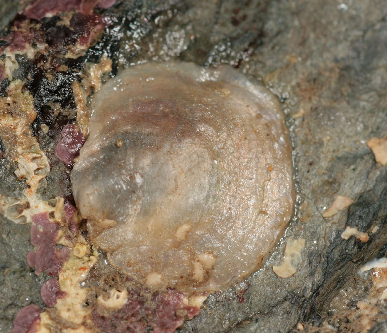 Image of European jingle shell