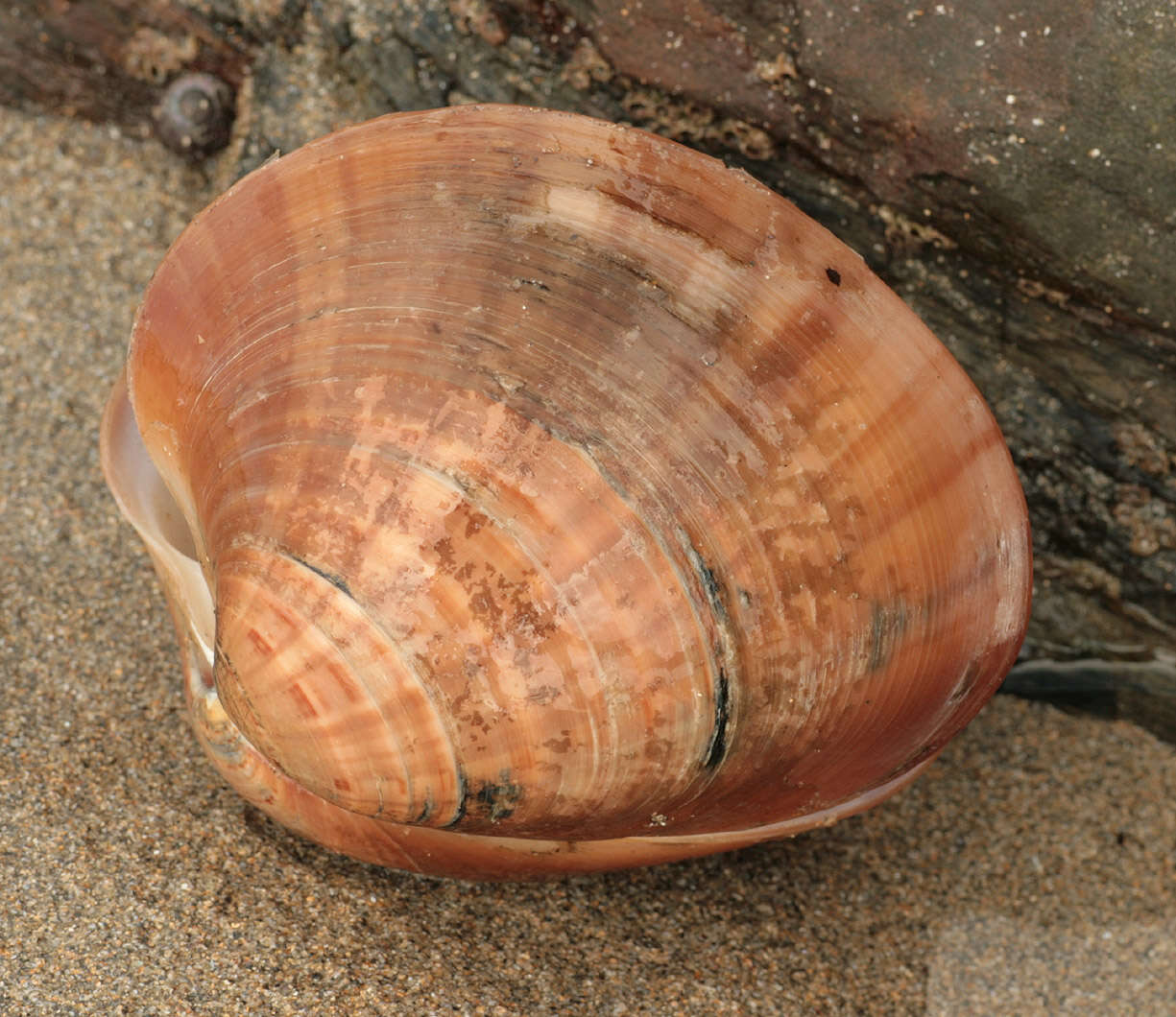 Image of Smooth clam