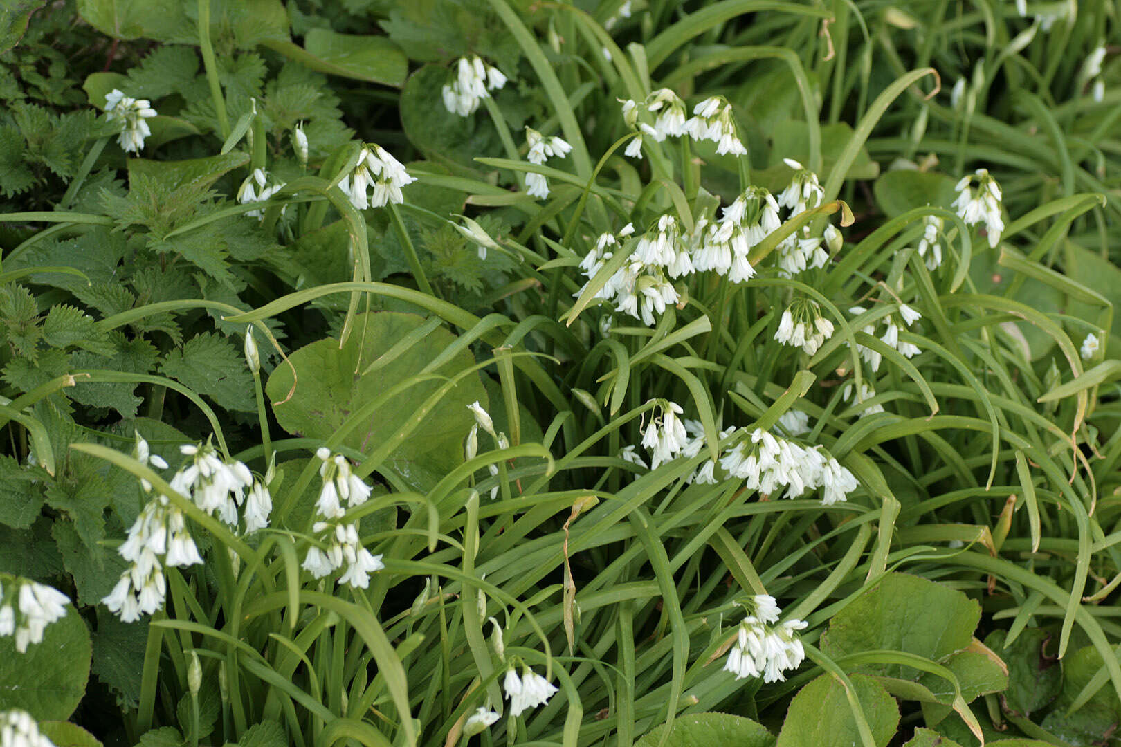 Image of Threecorner leek