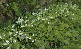 Image of Threecorner leek